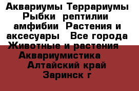Аквариумы.Террариумы.Рыбки, рептилии, амфибии. Растения и аксесуары - Все города Животные и растения » Аквариумистика   . Алтайский край,Заринск г.
